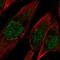 Protocadherin 10 antibody, NBP2-57934, Novus Biologicals, Immunofluorescence image 