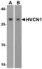 Hydrogen Voltage Gated Channel 1 antibody, MBS151000, MyBioSource, Western Blot image 