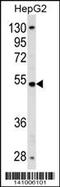 Zinc Finger Protein 134 antibody, 60-416, ProSci, Western Blot image 