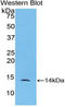 C-C motif chemokine 24 antibody, LS-C301002, Lifespan Biosciences, Western Blot image 