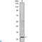 Acidic Nuclear Phosphoprotein 32 Family Member A antibody, LS-C812496, Lifespan Biosciences, Immunohistochemistry paraffin image 