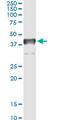 Transcription Elongation Factor A3 antibody, MA5-24565, Invitrogen Antibodies, Immunoprecipitation image 