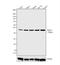 TIMP Metallopeptidase Inhibitor 1 antibody, NB100-74551, Novus Biologicals, Western Blot image 