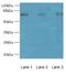 MIER Family Member 2 antibody, A59814-100, Epigentek, Western Blot image 