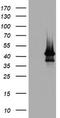 ATP Binding Cassette Subfamily B Member 1 antibody, TA801027BM, Origene, Western Blot image 