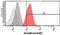 KLRD1 antibody, GTX57720, GeneTex, Flow Cytometry image 