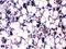 BGP antibody, PB9920, Boster Biological Technology, Immunohistochemistry frozen image 