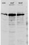 Heterogeneous Nuclear Ribonucleoprotein F antibody, MA5-18024, Invitrogen Antibodies, Western Blot image 
