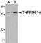 TNF Receptor Superfamily Member 14 antibody, MBS395601, MyBioSource, Western Blot image 