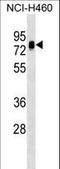 Nucleosome Assembly Protein 1 Like 3 antibody, LS-C158357, Lifespan Biosciences, Western Blot image 