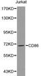 CD86 antibody, LS-C192460, Lifespan Biosciences, Western Blot image 