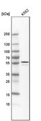 ALDH1A2 antibody, NBP1-87158, Novus Biologicals, Western Blot image 