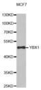 Y-Box Binding Protein 1 antibody, abx000556, Abbexa, Western Blot image 