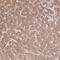 Deoxyguanosine Kinase antibody, NBP2-49251, Novus Biologicals, Immunohistochemistry paraffin image 