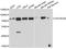 GATA Zinc Finger Domain Containing 2B antibody, A07417, Boster Biological Technology, Western Blot image 