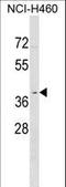 Olfactory Receptor Family 2 Subfamily Y Member 1 antibody, LS-C158471, Lifespan Biosciences, Western Blot image 