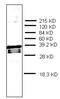 Prothymosin Alpha antibody, AM32967PU-N, Origene, Western Blot image 