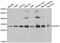 SURF1 Cytochrome C Oxidase Assembly Factor antibody, A6758, ABclonal Technology, Western Blot image 