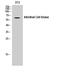 Intestinal Cell Kinase antibody, A06270-1, Boster Biological Technology, Western Blot image 