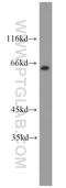POU Class 2 Homeobox 2 antibody, 10867-2-AP, Proteintech Group, Western Blot image 