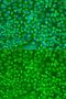 Granzyme A antibody, GTX55647, GeneTex, Immunofluorescence image 