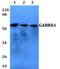 Gamma-Aminobutyric Acid Type A Receptor Rho1 Subunit antibody, A08260, Boster Biological Technology, Western Blot image 
