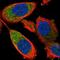 Ribosomal Protein L32 antibody, NBP2-30682, Novus Biologicals, Immunofluorescence image 