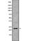 Chromobox 3 antibody, abx148971, Abbexa, Western Blot image 