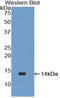 Immunoglobulin Lambda Like Polypeptide 1 antibody, LS-C294584, Lifespan Biosciences, Western Blot image 