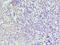 Interferon Regulatory Factor 4 antibody, MBS1492967, MyBioSource, Immunohistochemistry frozen image 