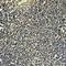 KT3-Tag antibody, orb323051, Biorbyt, Immunohistochemistry paraffin image 