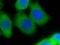 Palladin, Cytoskeletal Associated Protein antibody, 10853-1-AP, Proteintech Group, Immunofluorescence image 