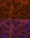 Laminin Subunit Gamma 2 antibody, 18-357, ProSci, Immunofluorescence image 