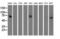 SAM And HD Domain Containing Deoxynucleoside Triphosphate Triphosphohydrolase 1 antibody, LS-C115786, Lifespan Biosciences, Western Blot image 