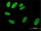 Serum Response Factor antibody, H00006722-M01, Novus Biologicals, Immunocytochemistry image 