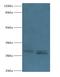 Phosphatidylinositol Glycan Anchor Biosynthesis Class X antibody, LS-C371851, Lifespan Biosciences, Western Blot image 