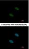 Splicing Factor 3a Subunit 2 antibody, NBP2-15106, Novus Biologicals, Immunofluorescence image 