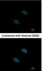 Splicing factor 3A subunit 2 antibody, NBP2-15106, Novus Biologicals, Immunofluorescence image 