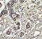 BCL2 Binding Component 3 antibody, A04899-1, Boster Biological Technology, Immunohistochemistry paraffin image 