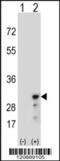 Peroxiredoxin 3 antibody, 61-604, ProSci, Western Blot image 