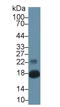 Retinoic acid receptor responder protein 2 antibody, LS-C293292, Lifespan Biosciences, Western Blot image 