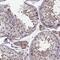 WD Repeat Domain 63 antibody, PA5-58426, Invitrogen Antibodies, Immunohistochemistry frozen image 