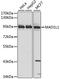 Mitotic Arrest Deficient 1 Like 1 antibody, A1153, ABclonal Technology, Western Blot image 
