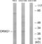 Olfactory Receptor Family 9 Subfamily G Member 1 antibody, LS-C120926, Lifespan Biosciences, Western Blot image 