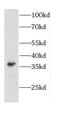 CAPZA2 antibody, FNab01258, FineTest, Western Blot image 