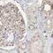 RING finger protein 219 antibody, PA5-57059, Invitrogen Antibodies, Immunohistochemistry frozen image 
