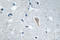 Stathmin 1 antibody, LS-C178027, Lifespan Biosciences, Immunohistochemistry frozen image 