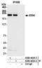 5'-3' Exoribonuclease 1 antibody, A300-443A, Bethyl Labs, Immunoprecipitation image 