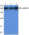 Insulin Receptor Substrate 1 antibody, A00268S323, Boster Biological Technology, Western Blot image 