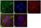 Peroxiredoxin 1 antibody, GTX15571, GeneTex, Immunofluorescence image 
